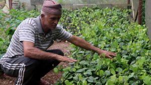 मरिचका बिरुवा बेचेर मनग्य आम्दानी