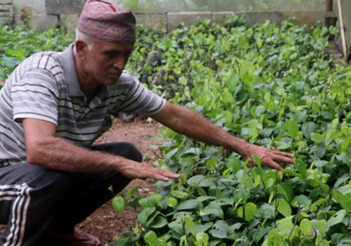 मरिचका बिरुवा बेचेर मनग्य आम्दानी