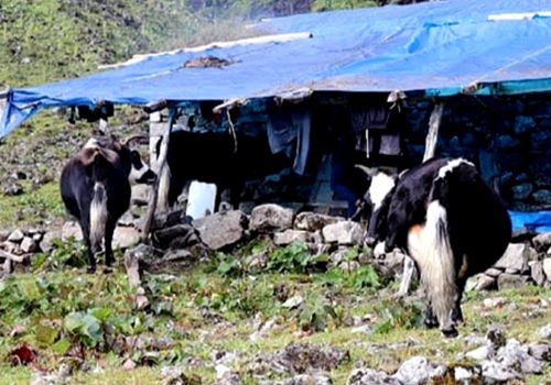 जलवायु परिवर्तनले चौँरीपालन व्यवसाय सङ्कटमा