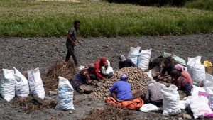 मुस्ताङको ४७० हेक्टर क्षेत्रफलमा आलुखेती