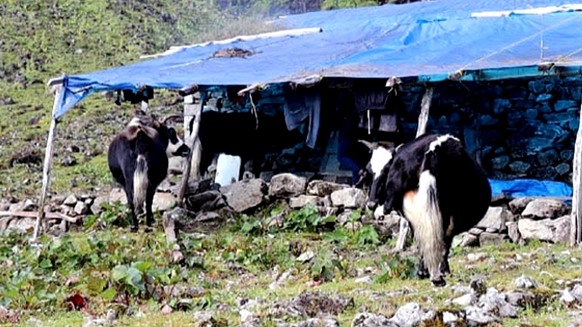 जलवायु परिवर्तनले चौँरीपालन व्यवसाय सङ्कटमा