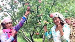 जुम्ली किसानलाई स्याउ टिप्न भ्याइनभ्याइ