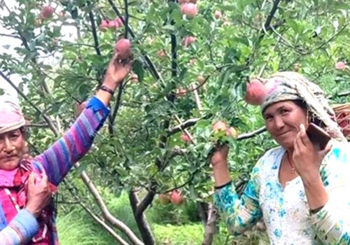 जुम्ली किसानलाई स्याउ टिप्न भ्याइनभ्याइ