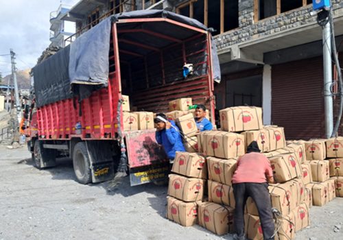 मुस्ताङमा यस वर्ष रु एक अर्बभन्दा बढीको स्याउ उत्पादन