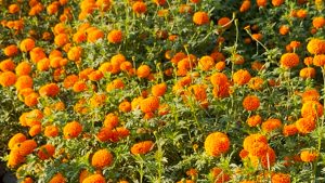 सामूहिक सयपत्री फूलखेतीमा महिला