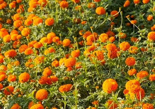 सामूहिक सयपत्री फूलखेतीमा महिला