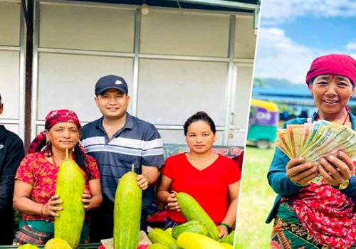 मादले काँक्रोखेतीतर्फ आकर्षण बढ्दै