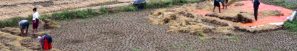 नुवाकोटका किसान बर्सातकै बीचमा धान भित्र्याउन व्यस्त