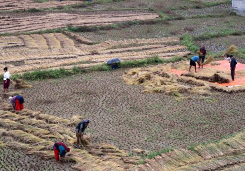 नुवाकोटका किसान बर्सातकै बीचमा धान भित्र्याउन व्यस्त