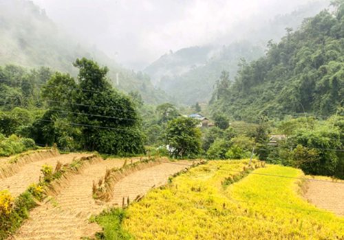 बेमौसमी वर्षाले धानबालीमा क्षति, चिन्तित किसान