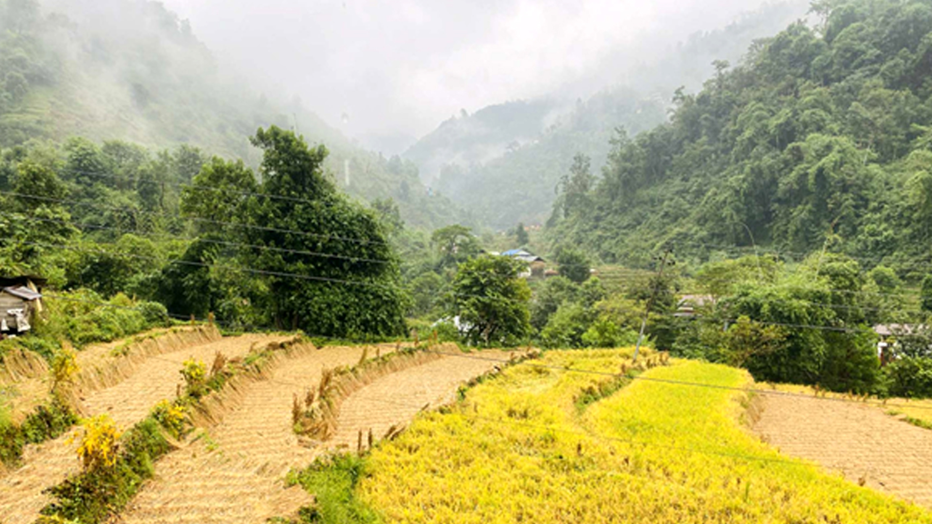 Untitled-1 copy बेमौसमी वर्षाले धानबालीमा क्षति, चिन्तित किसान