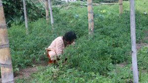 एकल महिलाको लोभलाग्दो अग्र्यानिक तरकारीखेती