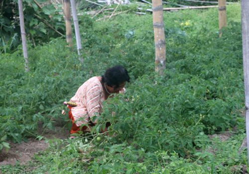 एकल महिलाको लोभलाग्दो अग्र्यानिक तरकारीखेती