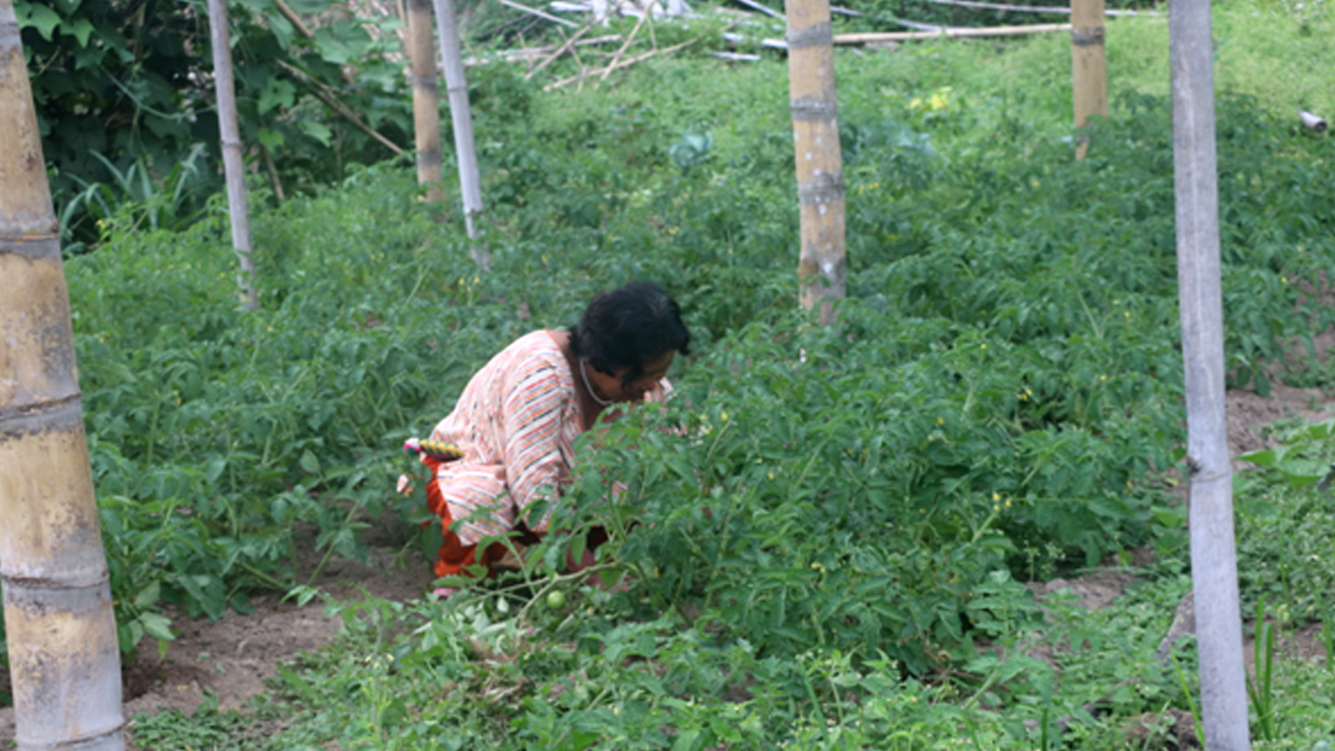 एकल महिलाको लोभलाग्दो अग्र्यानिक तरकारीखेती