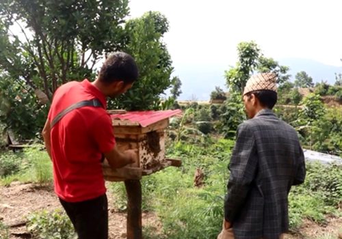 व्यावसायिक मौरीपालनमा किसान आकर्षित