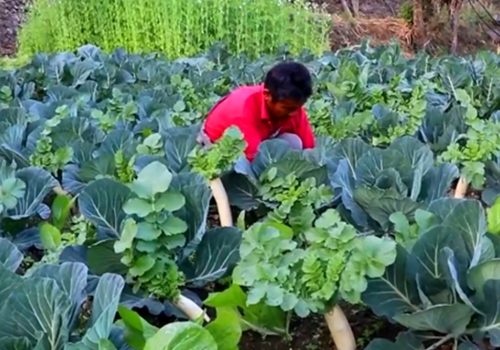 विदेशमा दुःख गर्नुभन्दा गाउँमै तरकारी फलाउँदा सुख