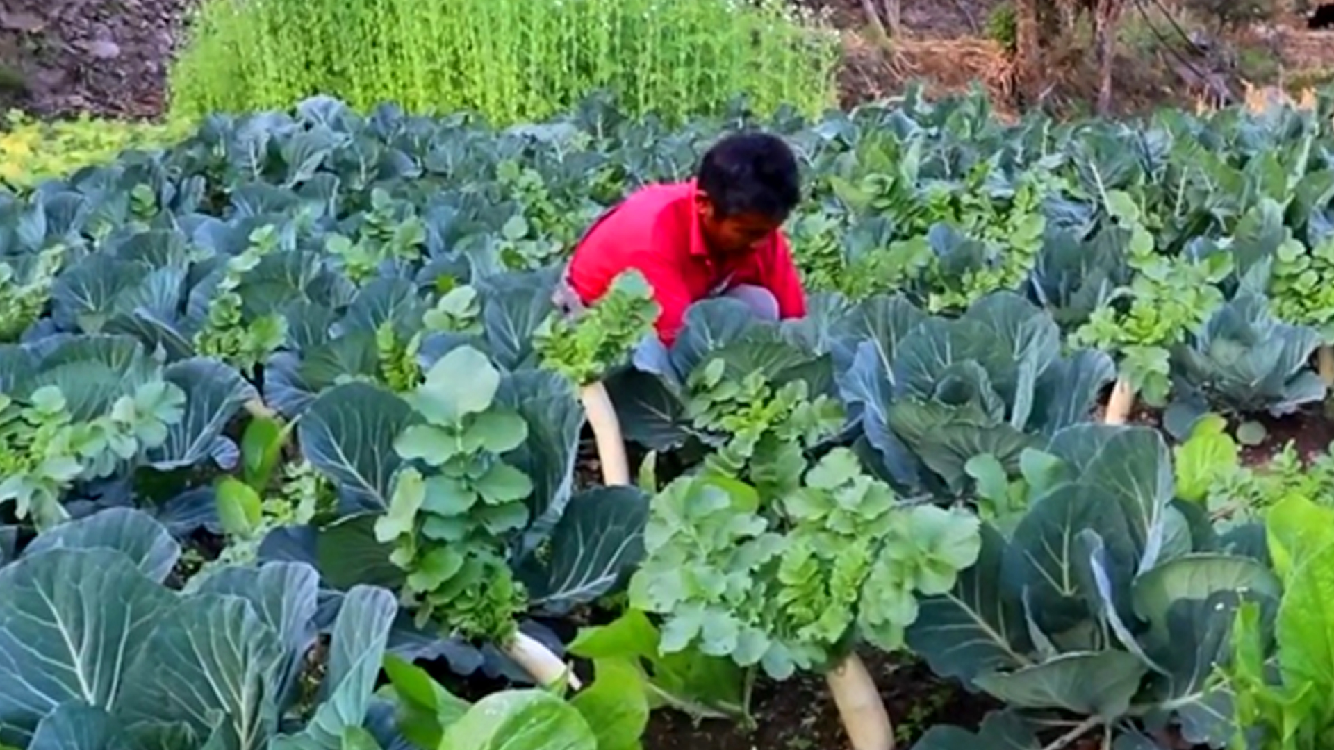 विदेशमा दुःख गर्नुभन्दा गाउँमै तरकारी फलाउँदा सुख