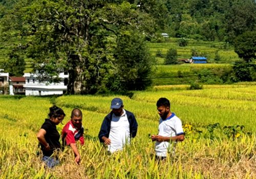 धानबालीमा फड्के कीराको सङ्क्रमण