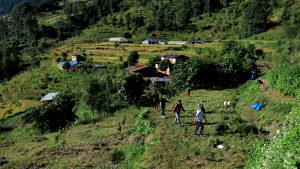 झाडी फाडेर फलफूलखेती