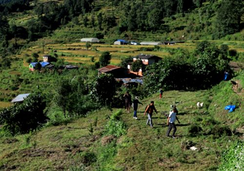 झाडी फाडेर फलफूलखेती