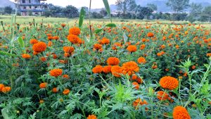 पुष्प व्यवसायः आठ अर्ब ८३ करोड लगानी, ५३ हजारलाई रोजगारी
