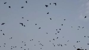 नारायणहिटी दरबार सङ्ग्रहालय अगाडि दुलालको काग सम्मेलन