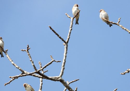 रेसुङ्गा र मदाने दुर्लभ चराको वासस्थान
