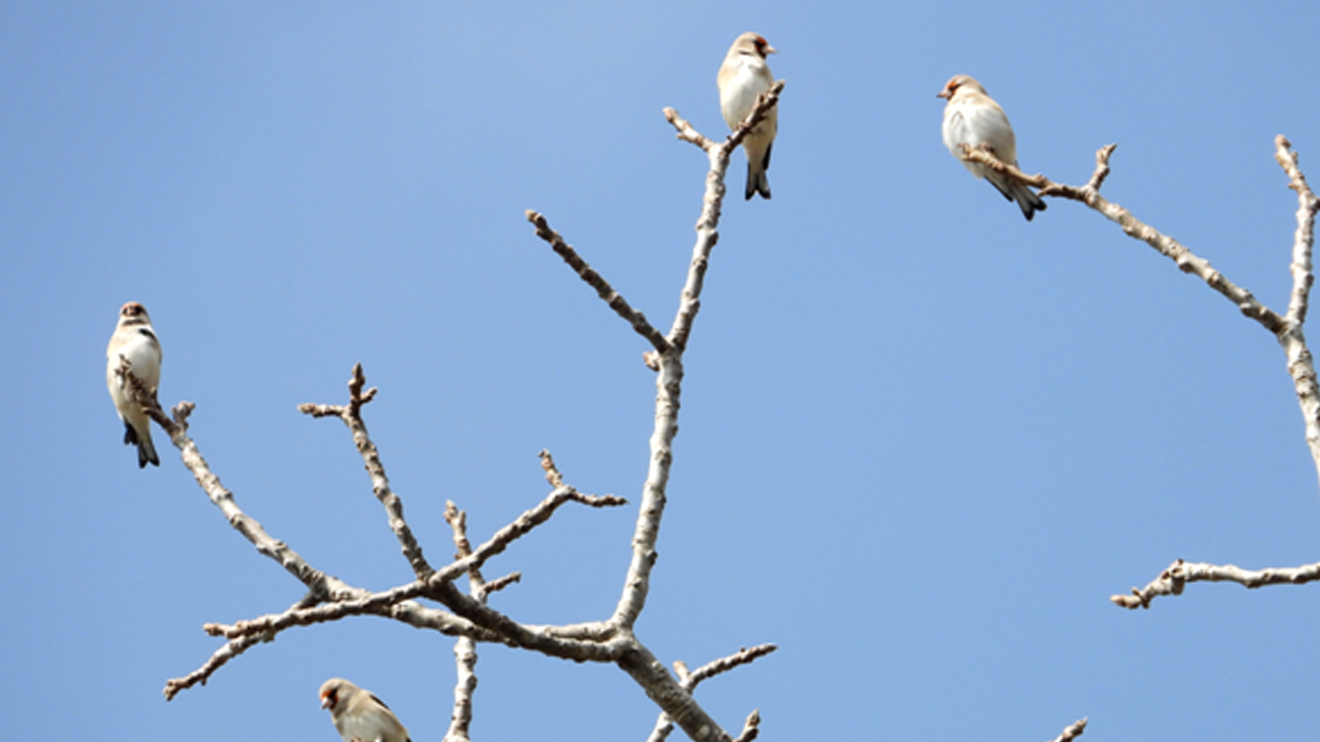 रेसुङ्गा र मदाने दुर्लभ चराको वासस्थान