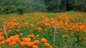 फूलखेतीबाट एक याममा पाँच लाख बढी आम्दानी