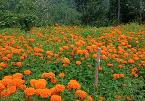 फूलखेतीबाट एक याममा पाँच लाख बढी आम्दानी