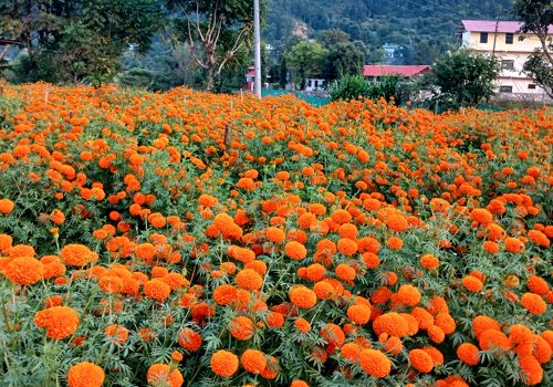 तिहारमा महानगरभित्र विदेशी फूल प्रतिबन्धित