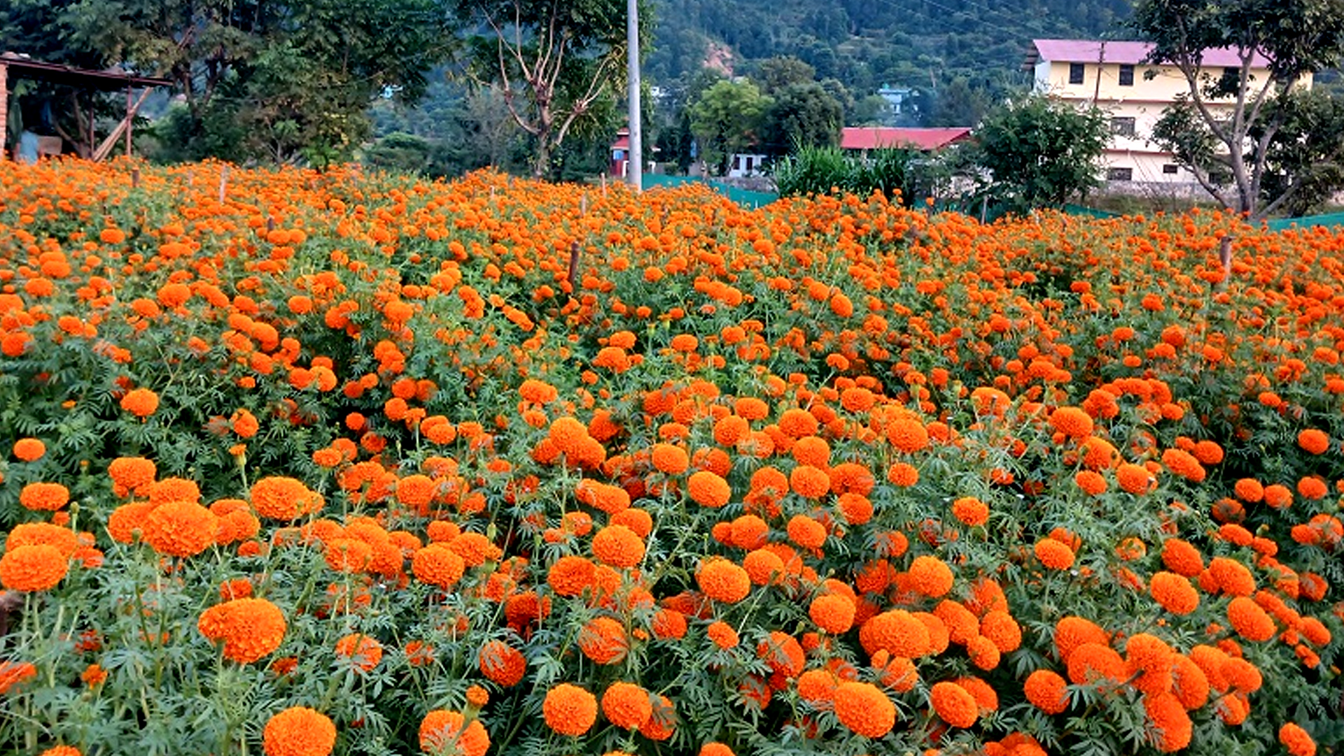 तिहारमा महानगरभित्र विदेशी फूल प्रतिबन्धित