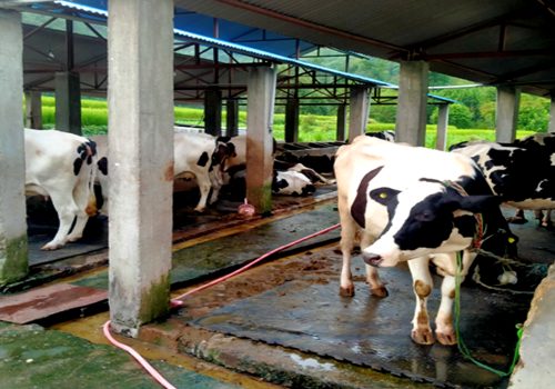 गाईपालनबाट मनग्य आम्दानी