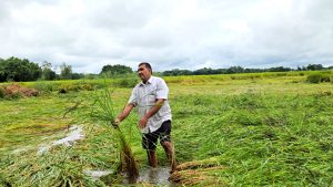 बेमौसमी वर्षाले सुनसरीमा दुई अर्ब बढीको कृषिउपज नष्ट