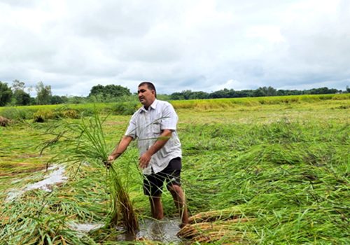 बेमौसमी वर्षाले सुनसरीमा दुई अर्ब बढीको कृषिउपज नष्ट