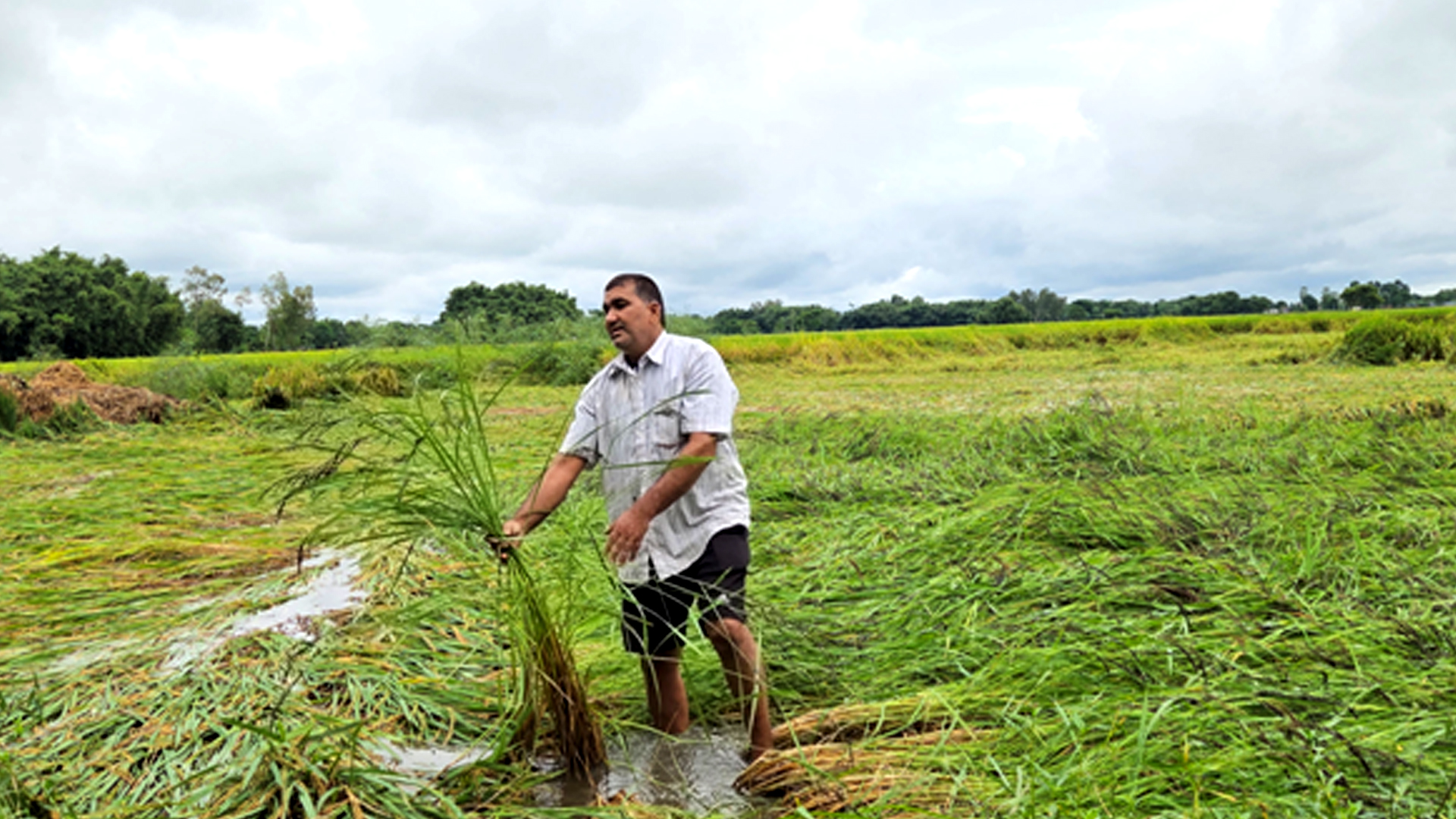 बेमौसमी वर्षाले सुनसरीमा दुई अर्ब बढीको कृषिउपज नष्ट