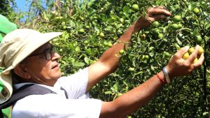 कागतीखेतीबाट तीन महिनामा नौ लाख आम्दानी