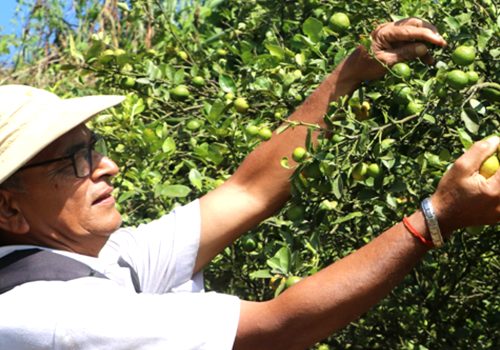 कागतीखेतीबाट तीन महिनामा नौ लाख आम्दानी