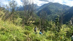 ‘पकेट’ क्षेत्रमै सुन्तलाका बोट सुकेपछि …