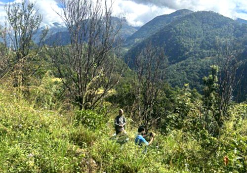 ‘पकेट’ क्षेत्रमै सुन्तलाका बोट सुकेपछि …