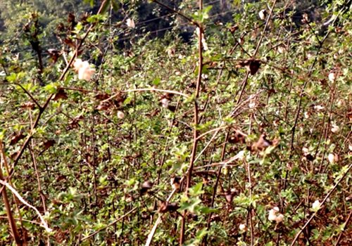 परम्परागत कपास खेती प्रवर्द्धन गर्दै अरुण गाउँपालिका