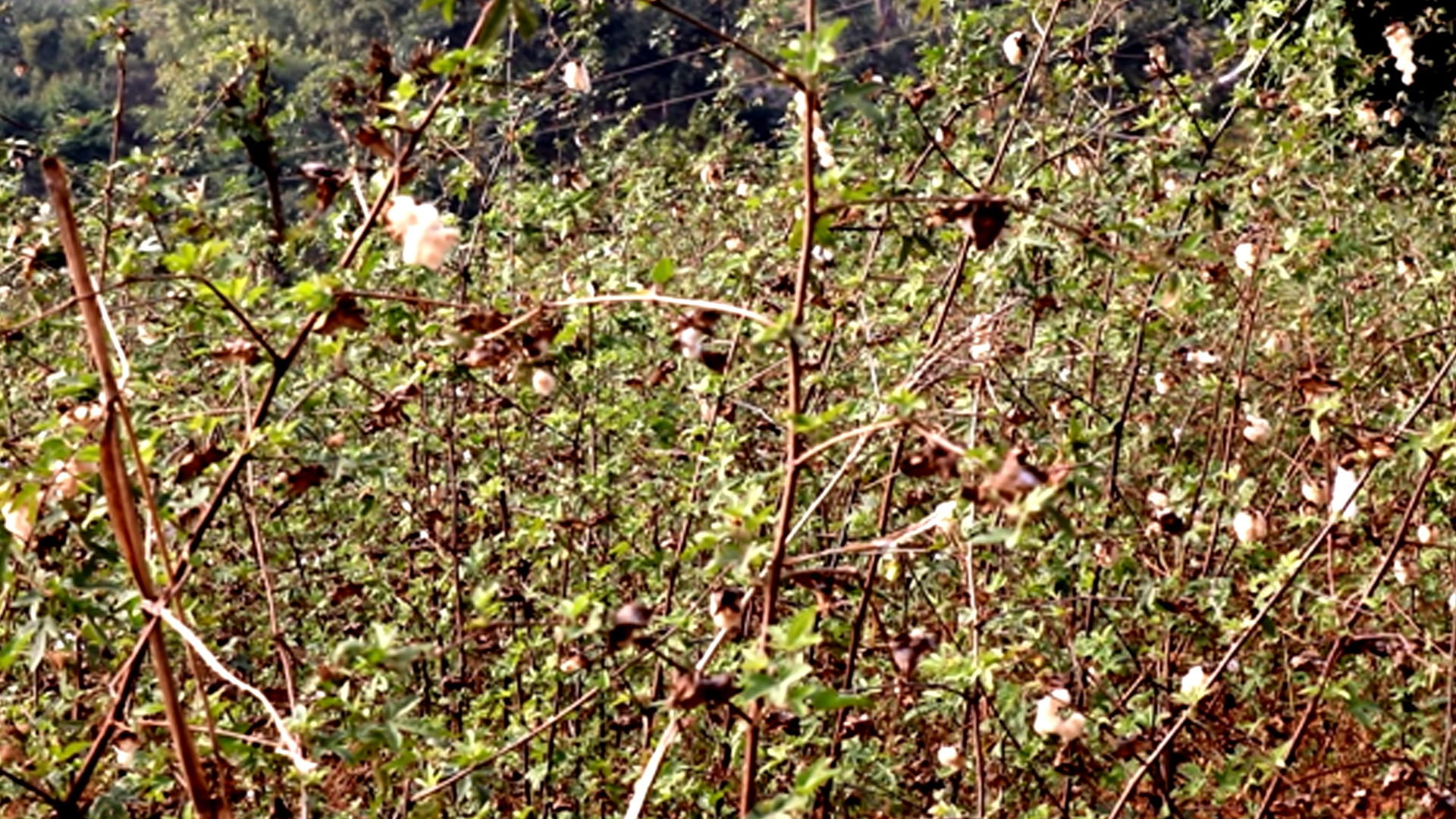परम्परागत कपास खेती प्रवर्द्धन गर्दै अरुण गाउँपालिका