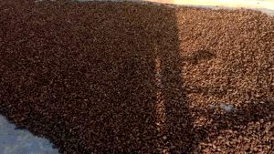 अलैँचीको मूल्य बढ्दा  भोजपुरका किसान उत्साहित