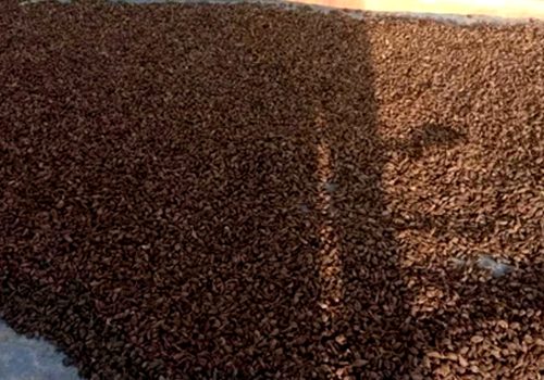 अलैँचीको मूल्य बढ्दा  भोजपुरका किसान उत्साहित