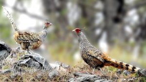 १६ वर्षपछि कालीगण्डकी बेसीनमा दुर्लभ पन्छी चिरकालिजको सङ्ख्या १८ जोडी