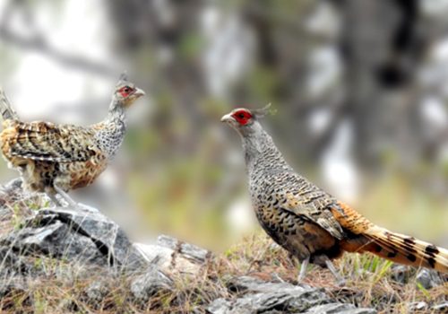 १६ वर्षपछि कालीगण्डकी बेसीनमा दुर्लभ पन्छी चिरकालिजको सङ्ख्या १८ जोडी