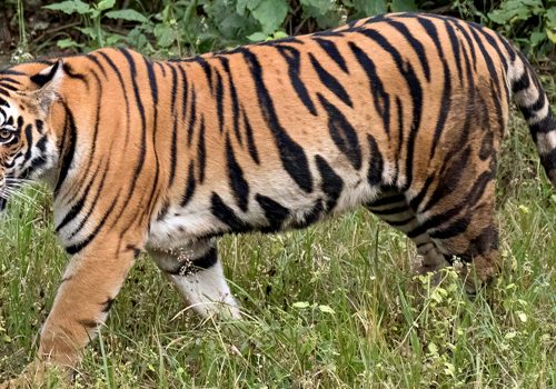 बाक्लो सङ्ख्यामा देखिन थाले निकुञ्जमा बाघ