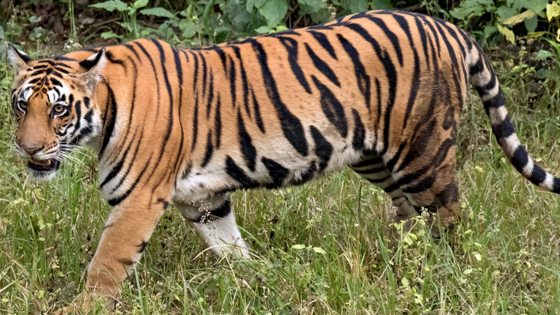 बाक्लो सङ्ख्यामा देखिन थाले निकुञ्जमा बाघ