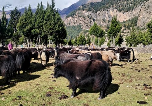 हिमपातपछि मुस्ताङका याकचौँरी बेँसीमा स्थान्तरण