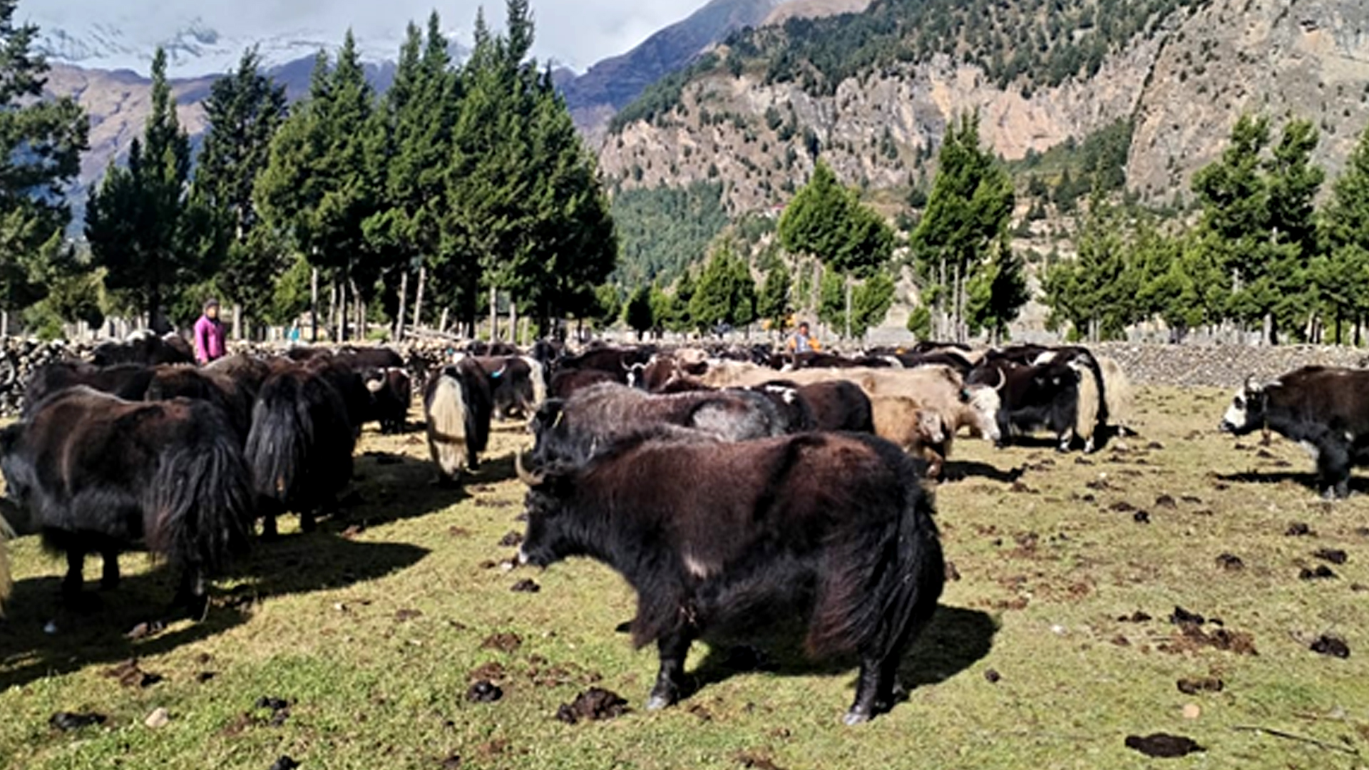 हिमपातपछि मुस्ताङका याकचौँरी बेँसीमा स्थान्तरण